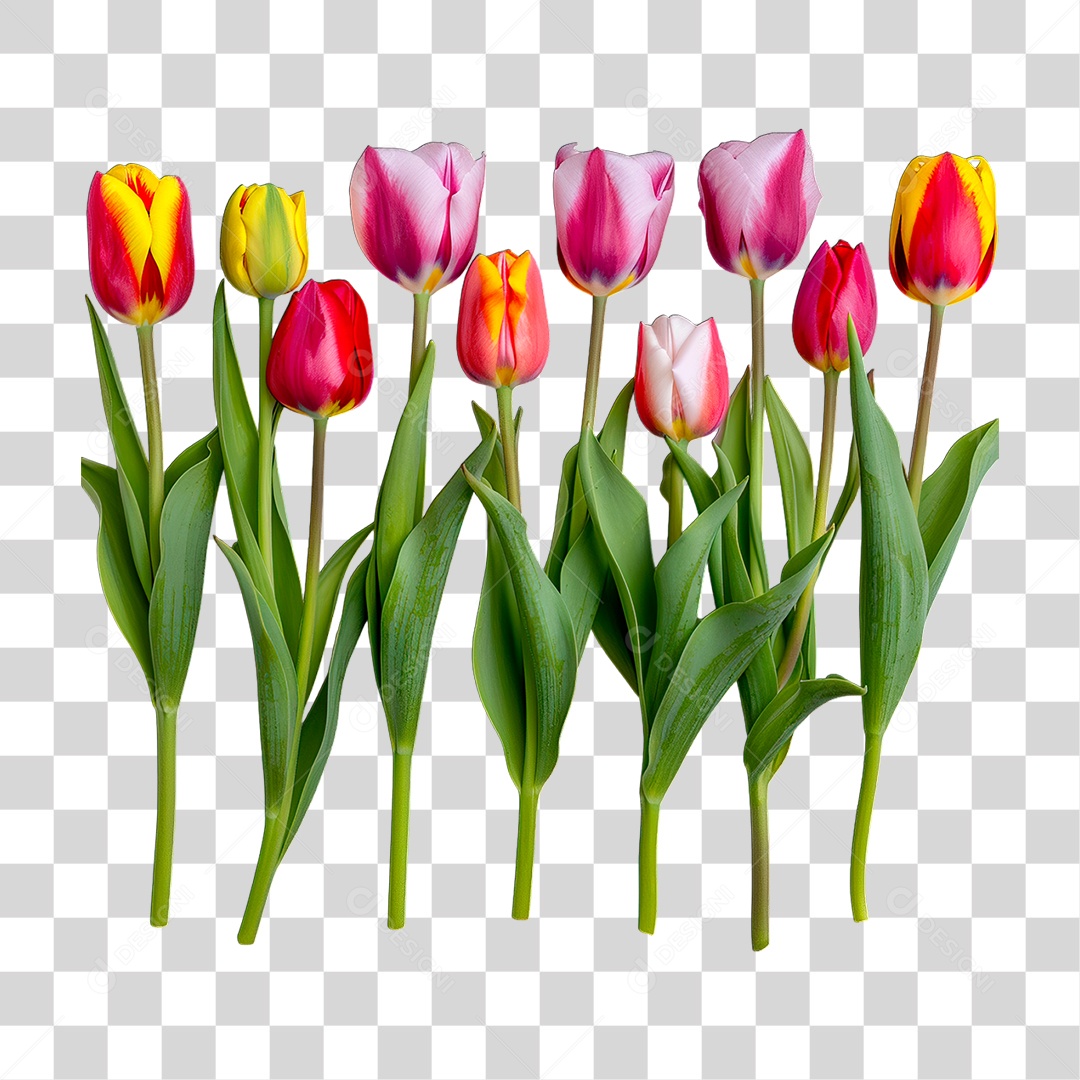 Flores Coloridas PNG Transparente