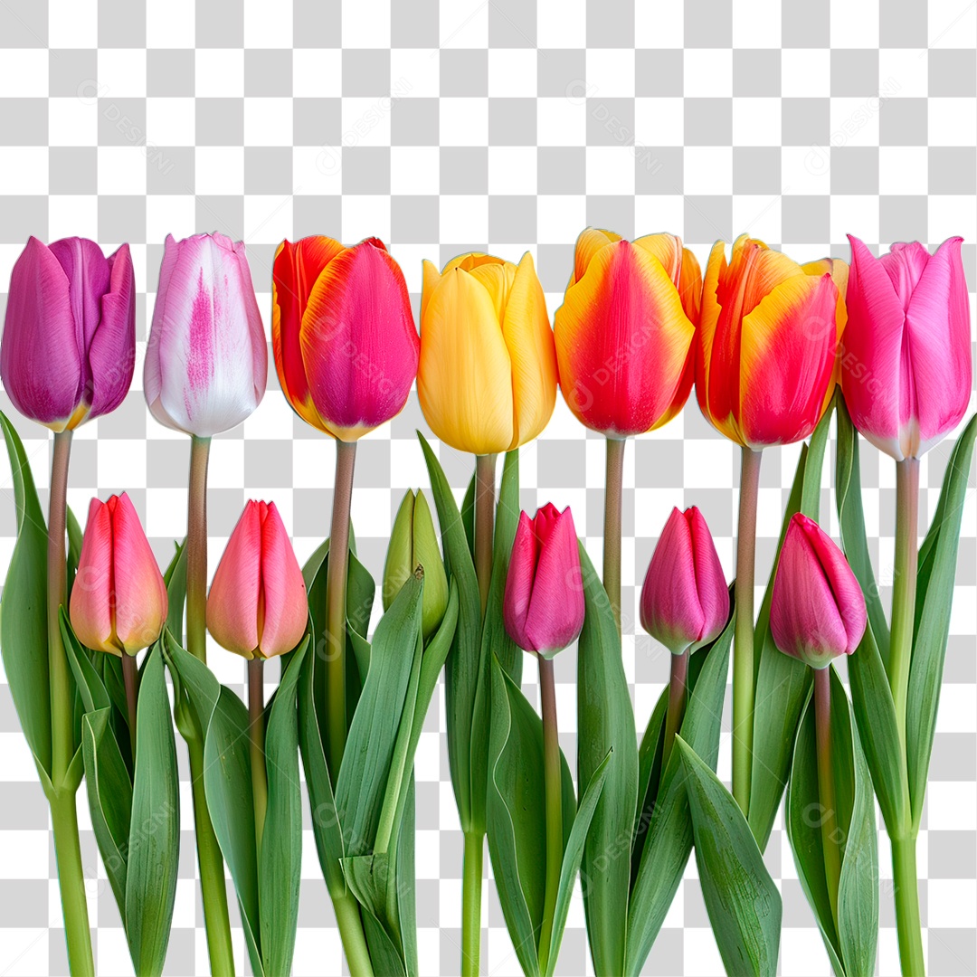 Flores Coloridas PNG Transparente