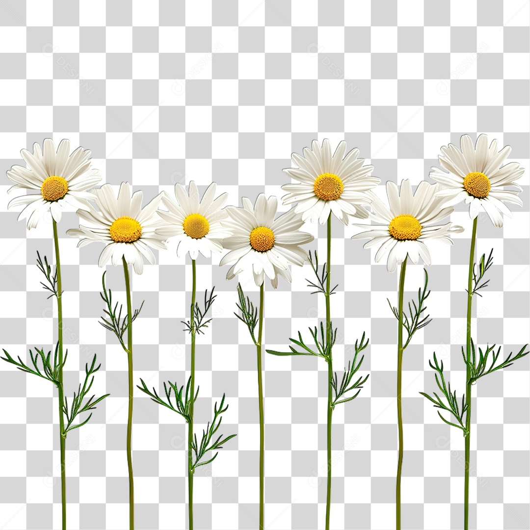 Flores Brancas PNG Transparente