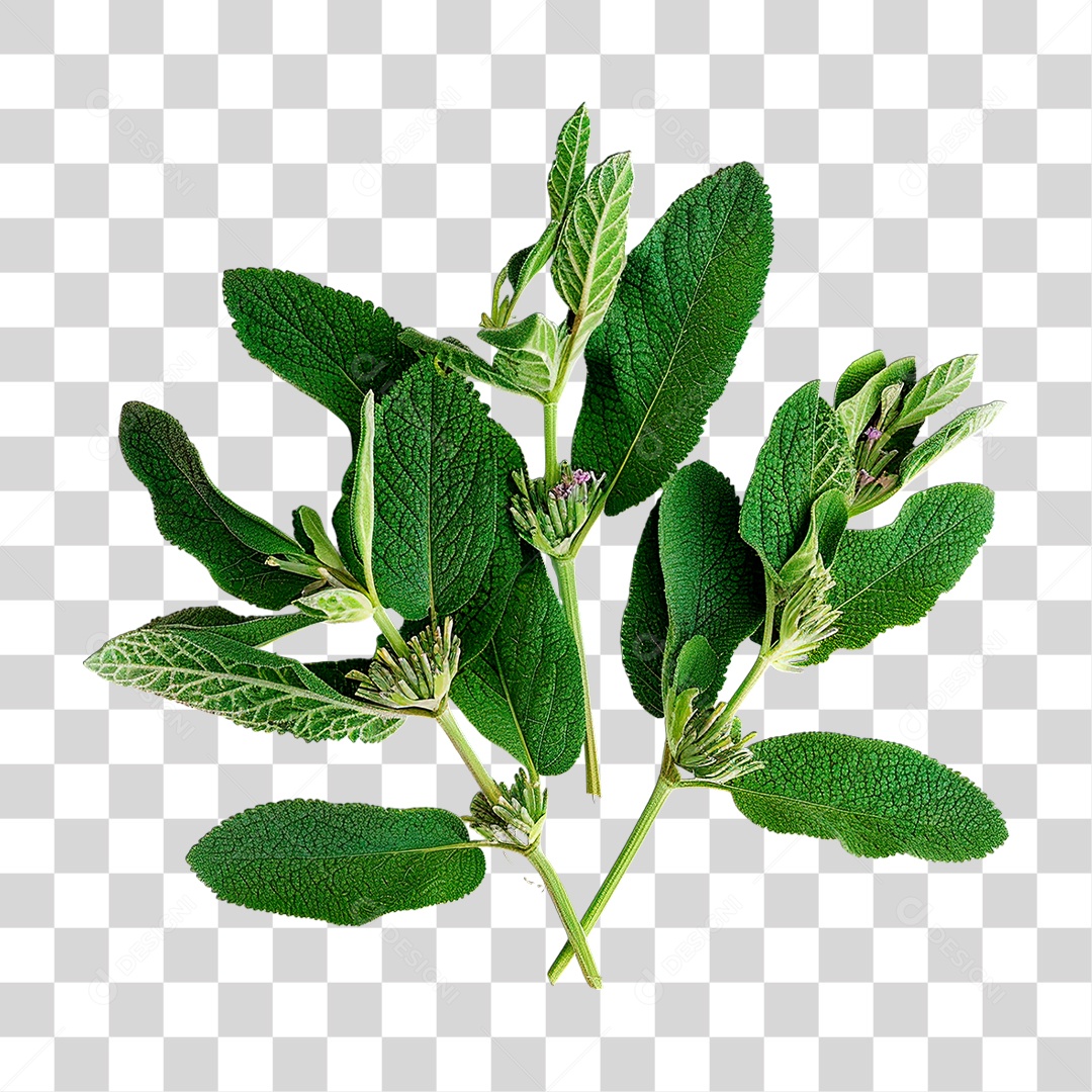 Folha Verde PNG Transparente