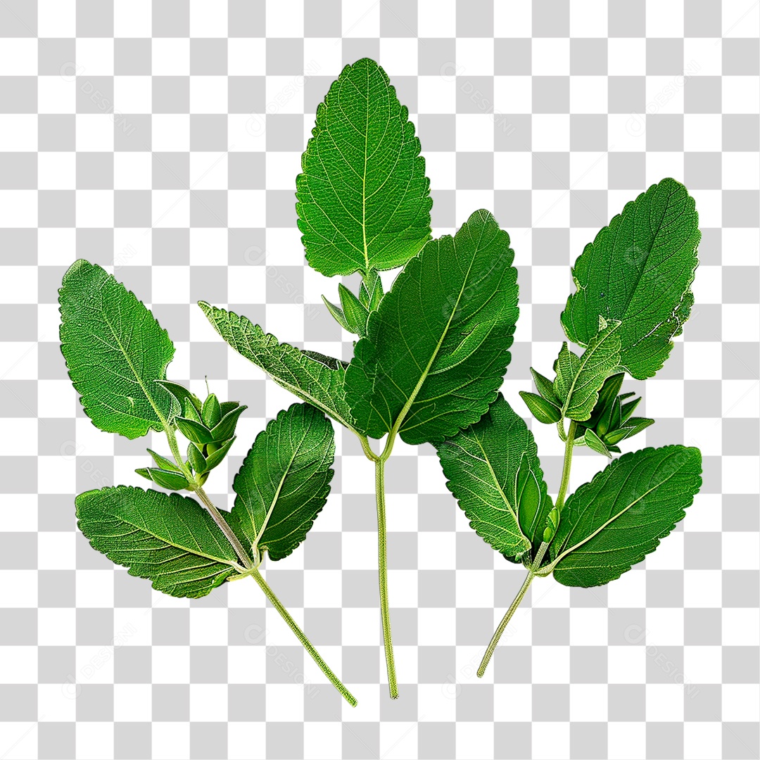 Folha Verde PNG Transparente