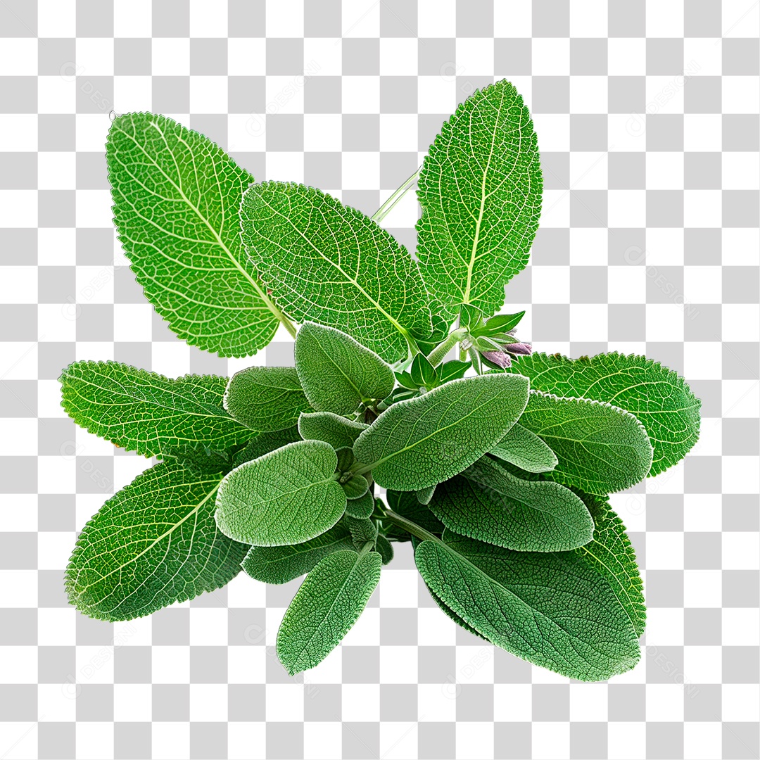 Folha Verde PNG Transparente