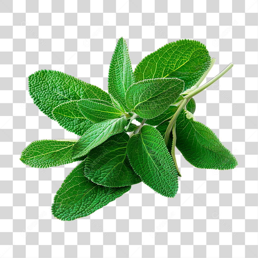 Folha Verde PNG Transparente