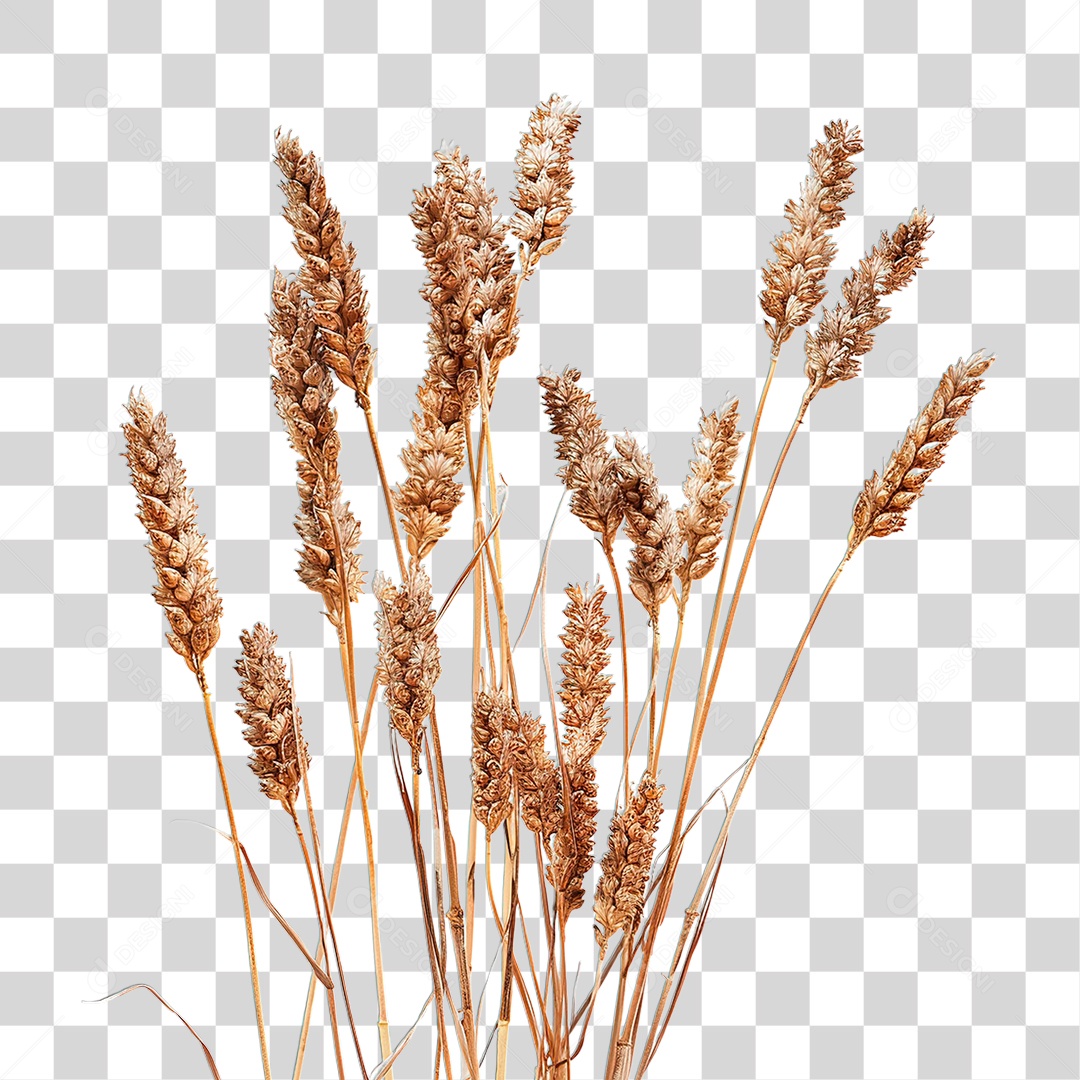 Campo de Trigo PNG Transparente