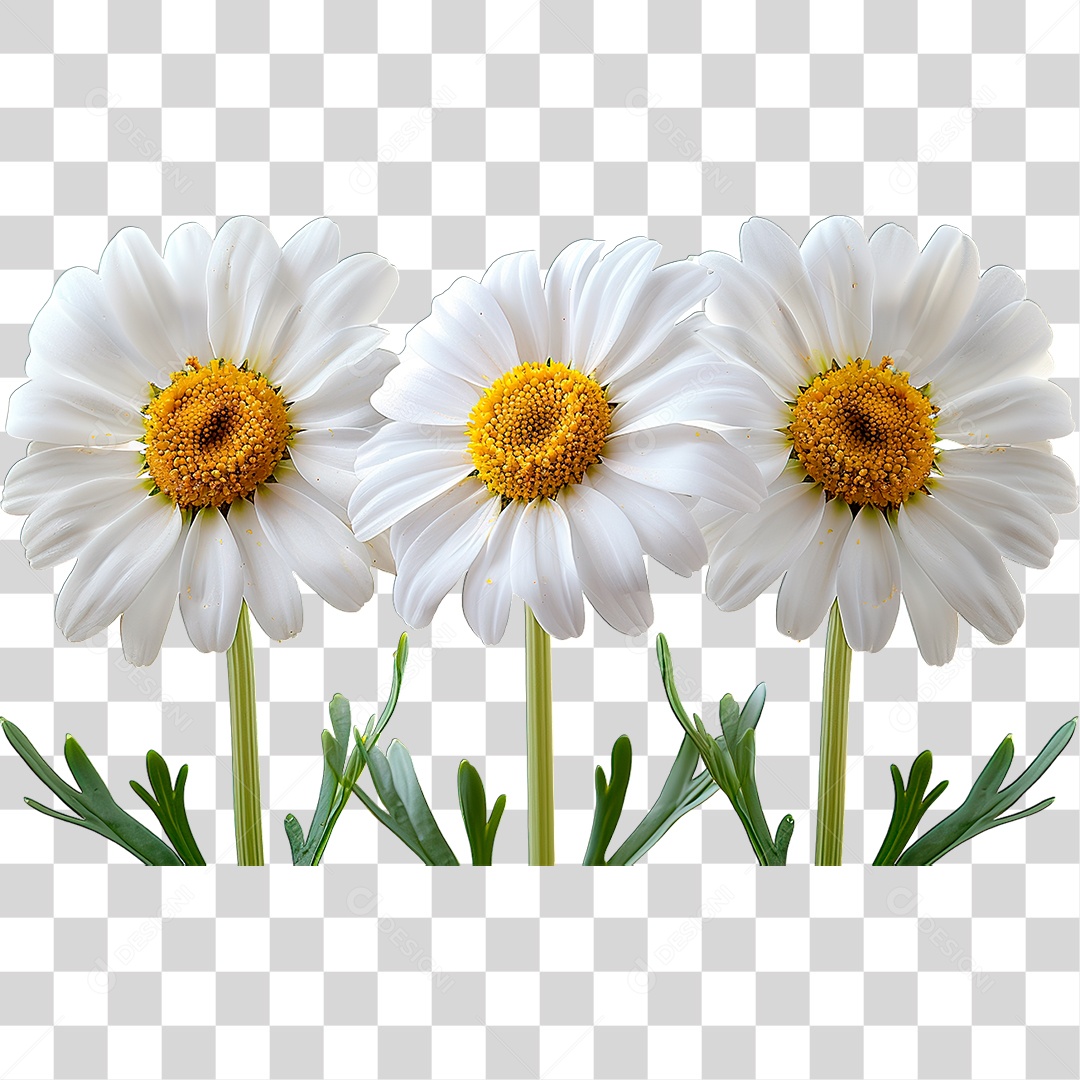 Flor Branca PNG Transparente