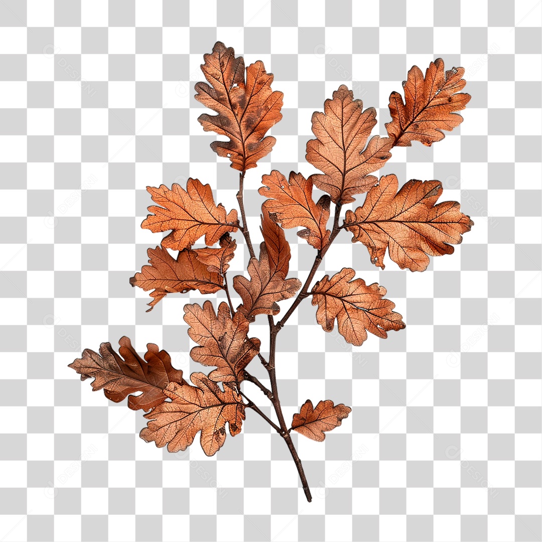 Planta Seca PNG Transparente