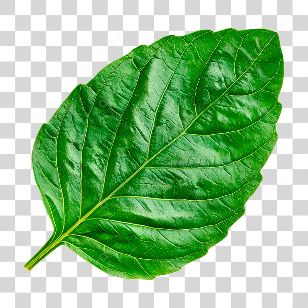 Folha Verde PNG Transparente