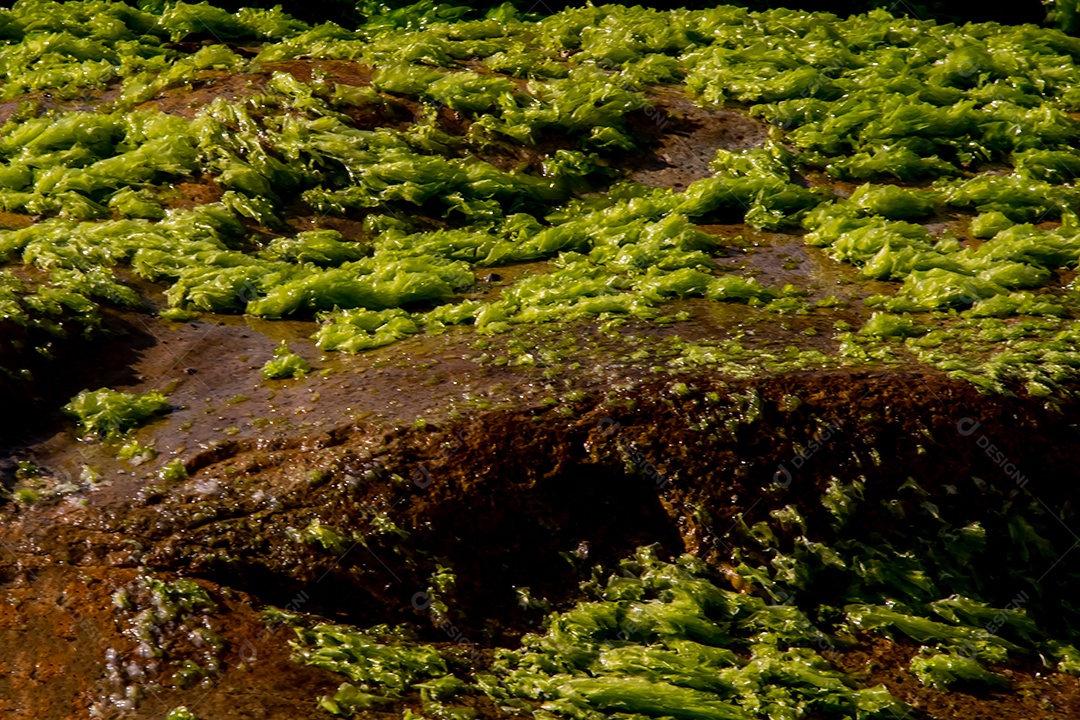 Musgo verde em cima de uma pedra à beira mar