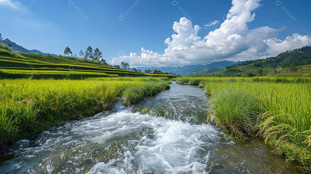 Água sendo coletada de uma barragem artificial nos campos de arroz que estão localizados próximos a um campo de arroz tailandês e palmeiras em ambos os lados do rio com céu azul e grama verde ao fundo