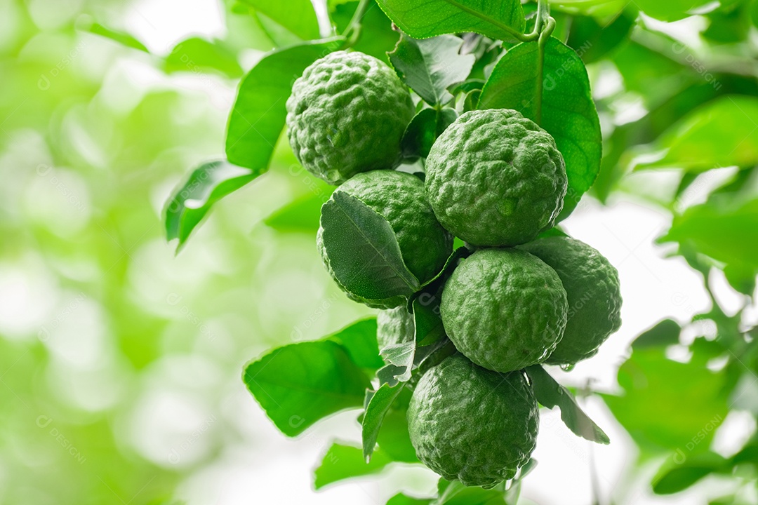 Frutas naturais no cacho bergamota