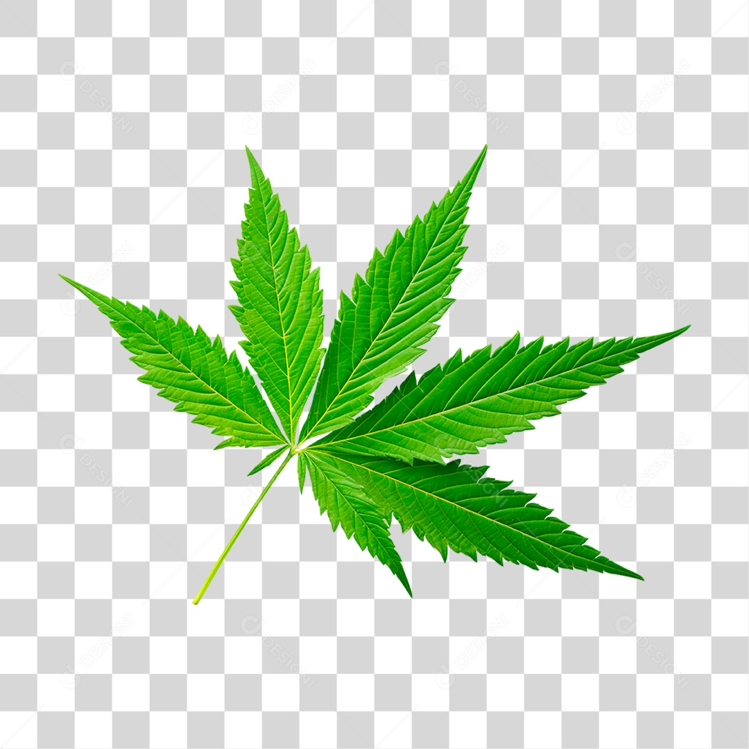 Folha de Cannabis PNG Transparente