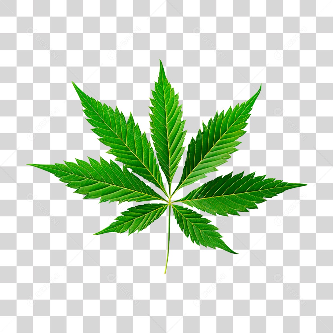 Folha de Cannabis PNG Transparente