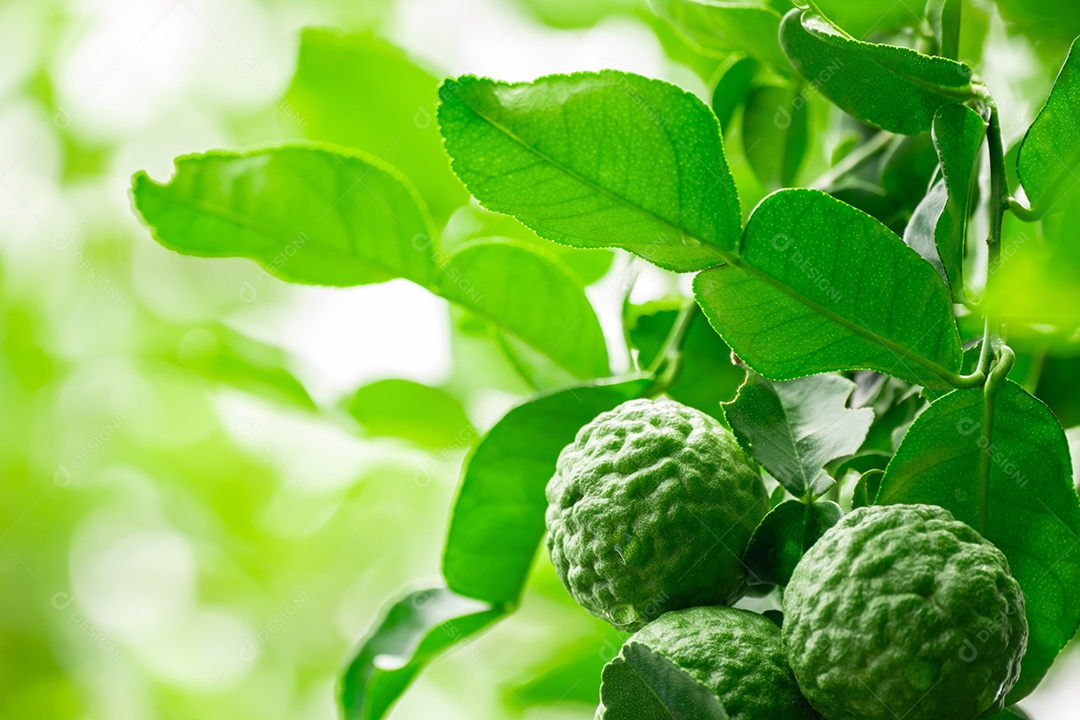 Fruta chamada bergamota no galho