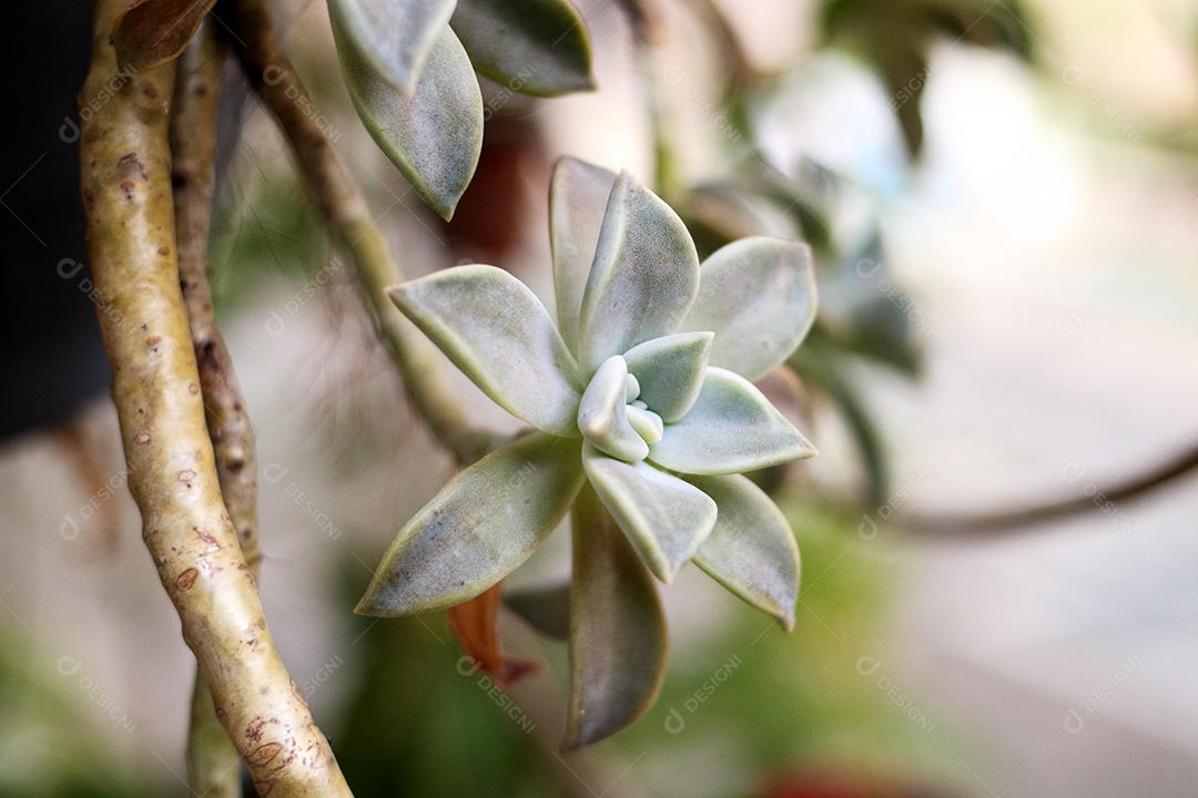 Plant known as rose stone in a garden