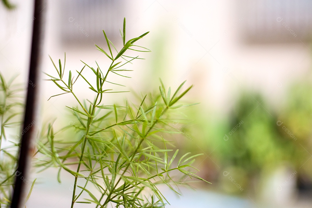 Plantinha verde ao ar livre