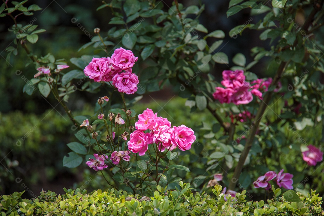 Flores rosa ao ar livre