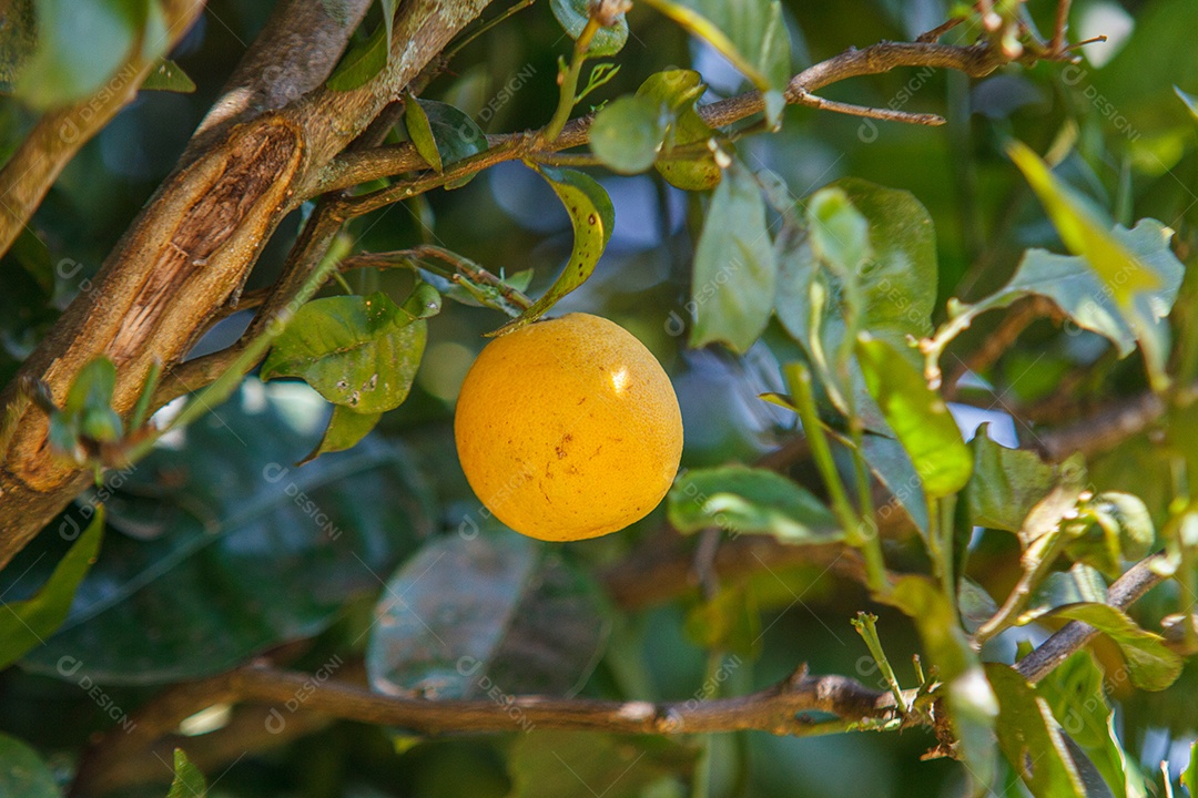 Laranjeira com um fruto lindo