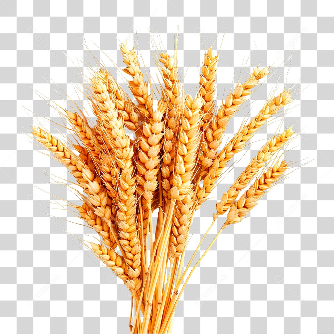 Elemento 3D Baga de Trigo PNG Transparente