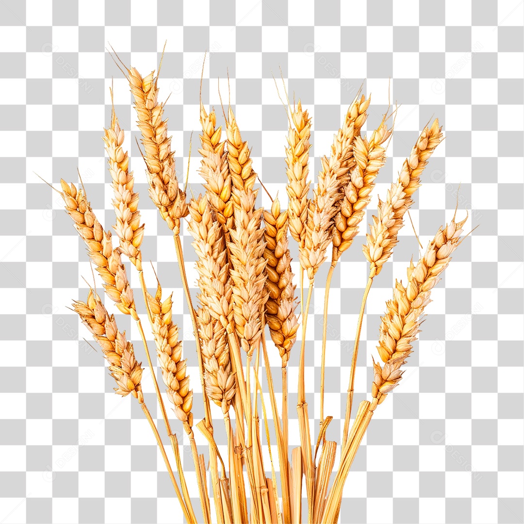 Elemento 3D Baga de Trigo PNG Transparente