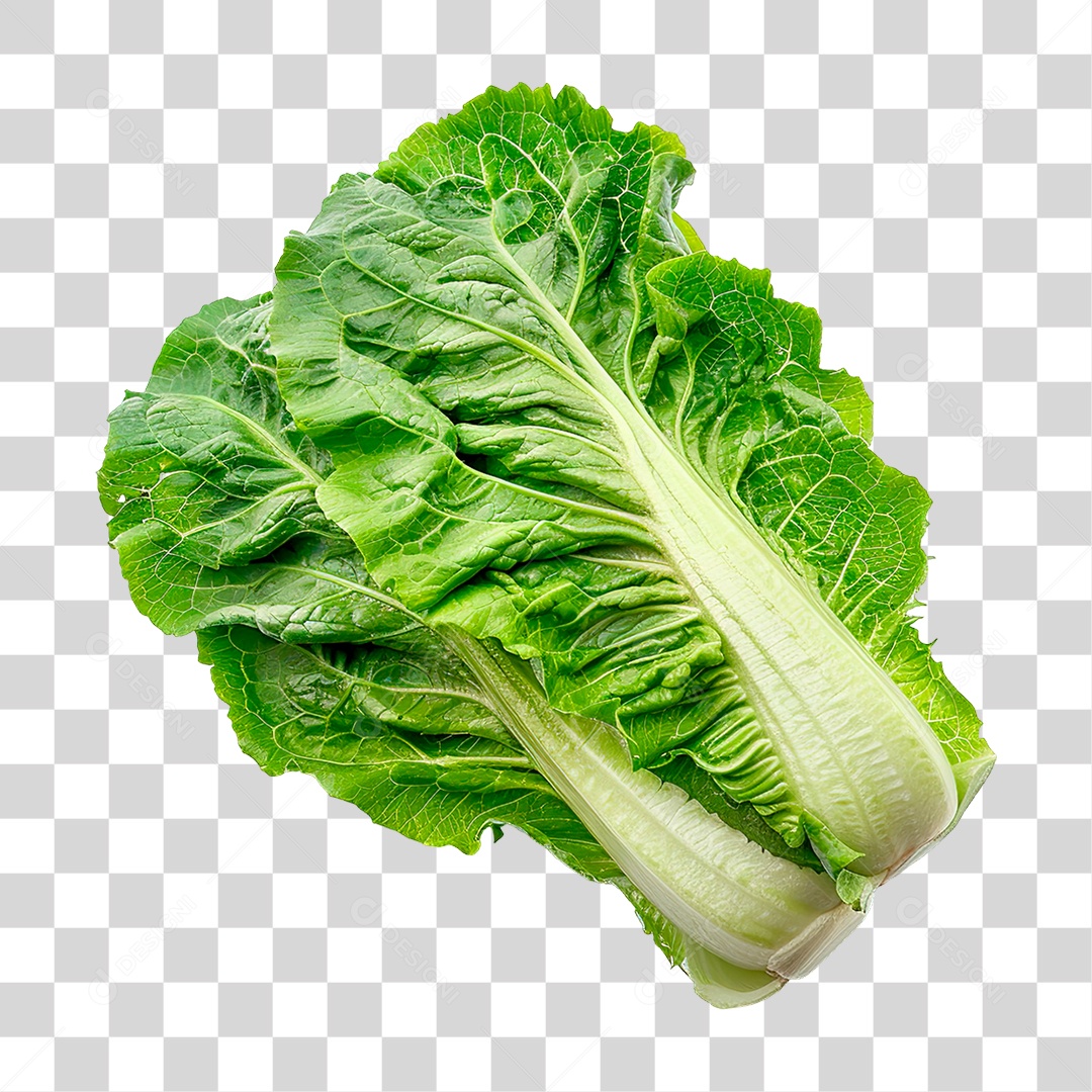 Elemento 3D Alface PNG Transparente