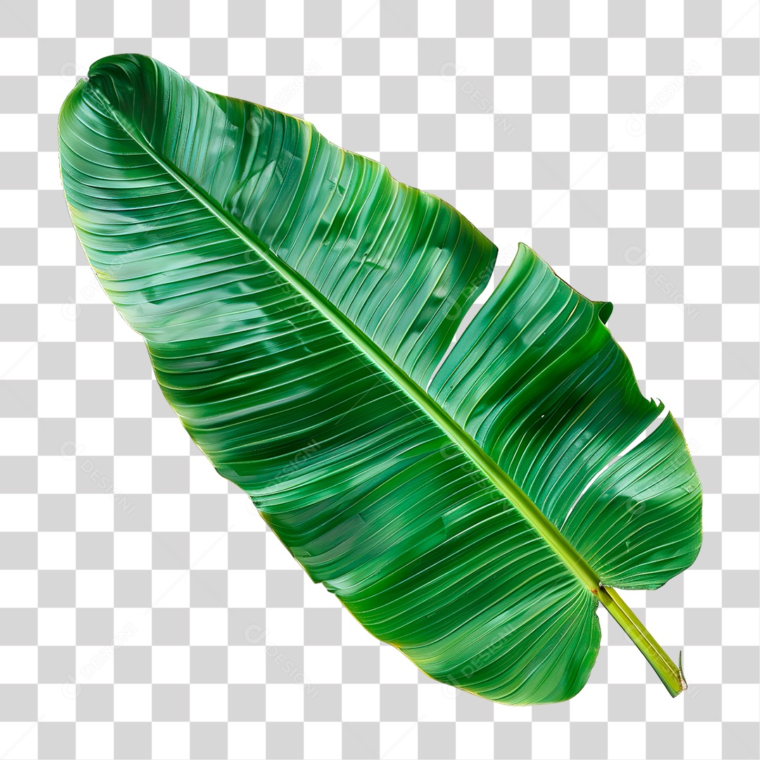 Elemento 3D Folha de Bananeira PNG Transparente