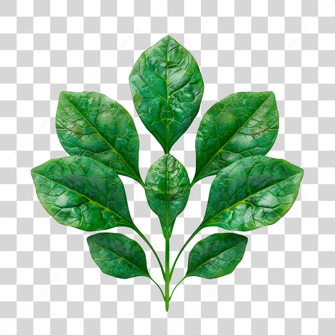 Planta Espinafre PNG Transparente