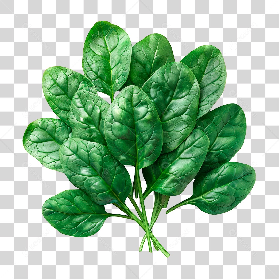 Espinafre PNG Transparente