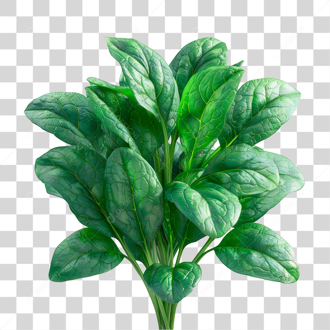 Espinafre PNG Transparente