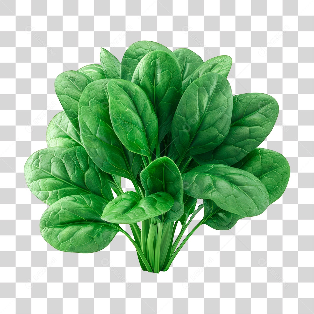 Planta Espinafre PNG Transparente