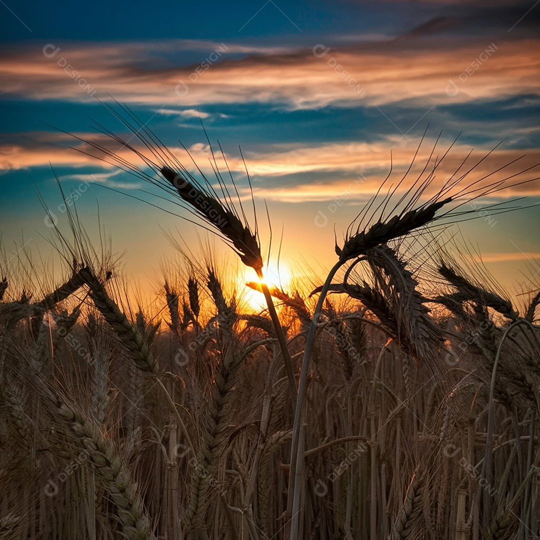 Trigos em um campo ao entardecer