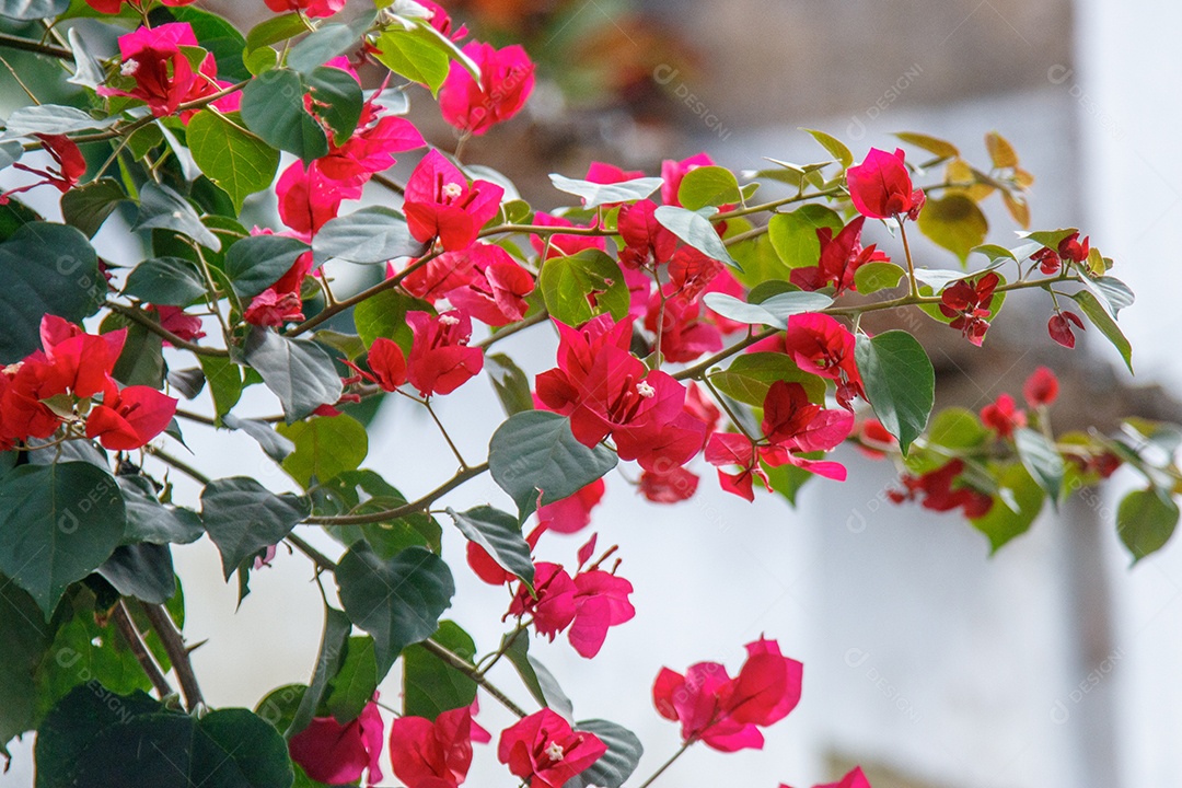 Galhos de uma planta com muitas flores rosas