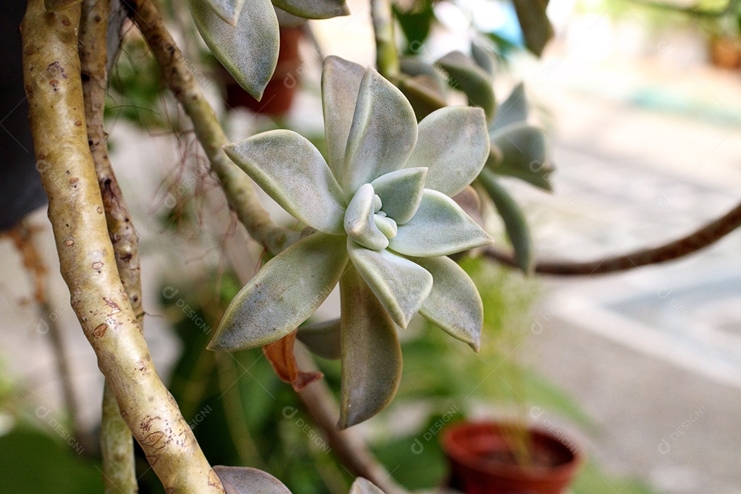 Linda flor suculenta