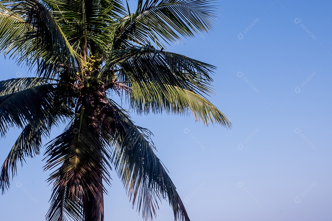 Palmeira com céu azul ao fundo