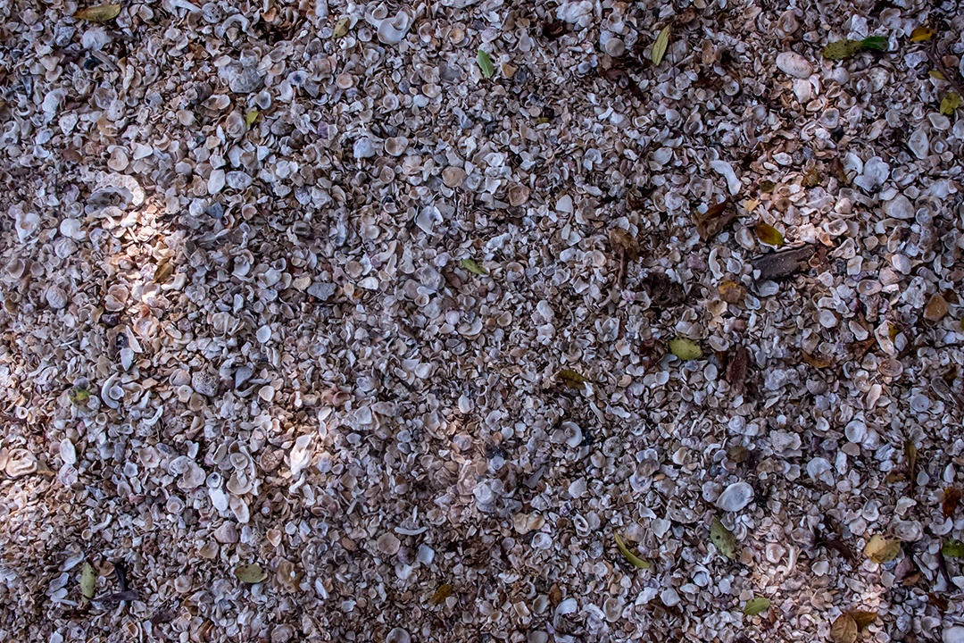 Fundo de textura de conchas na praia