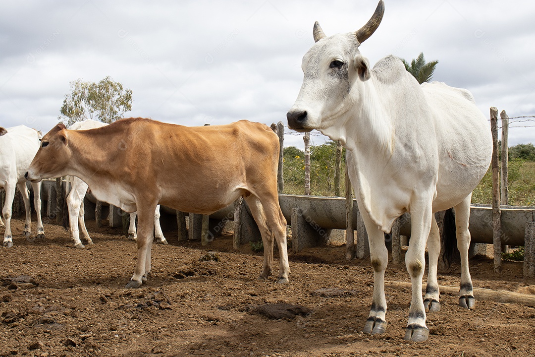 Gado Nelore pastando no curral