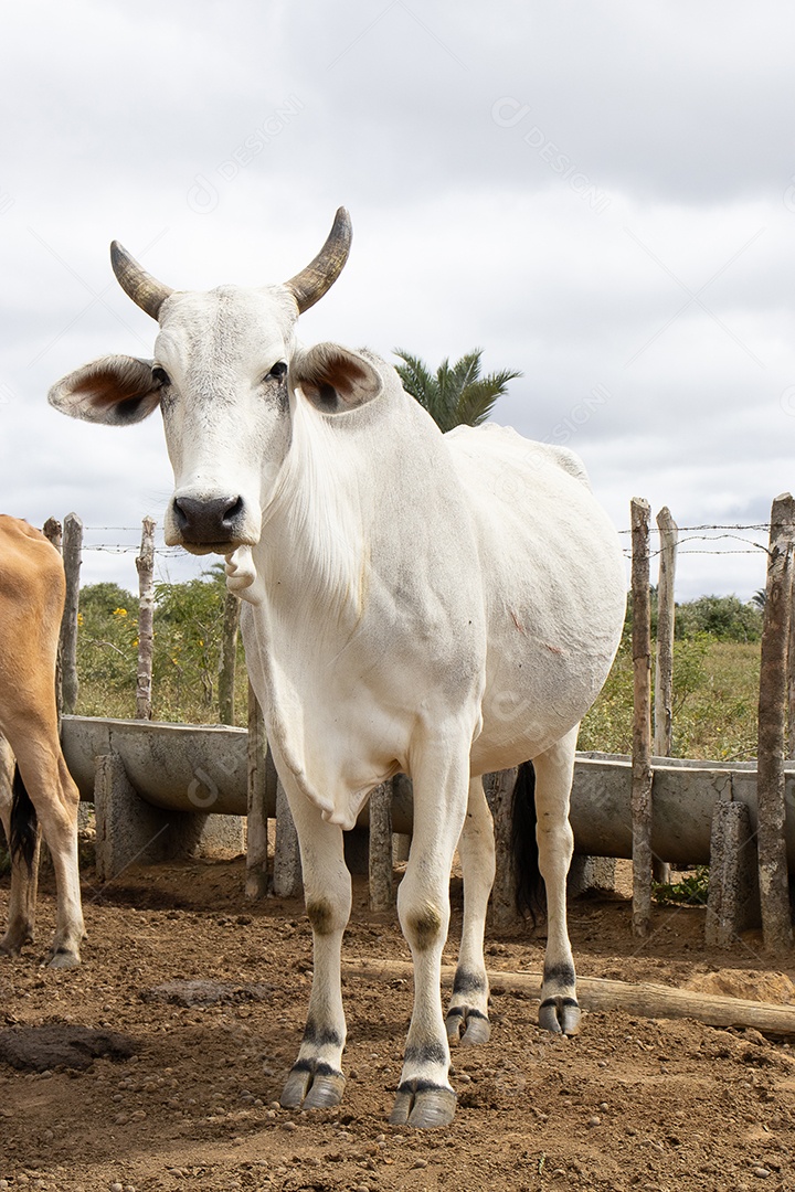 Gado Nelore pastando no curral