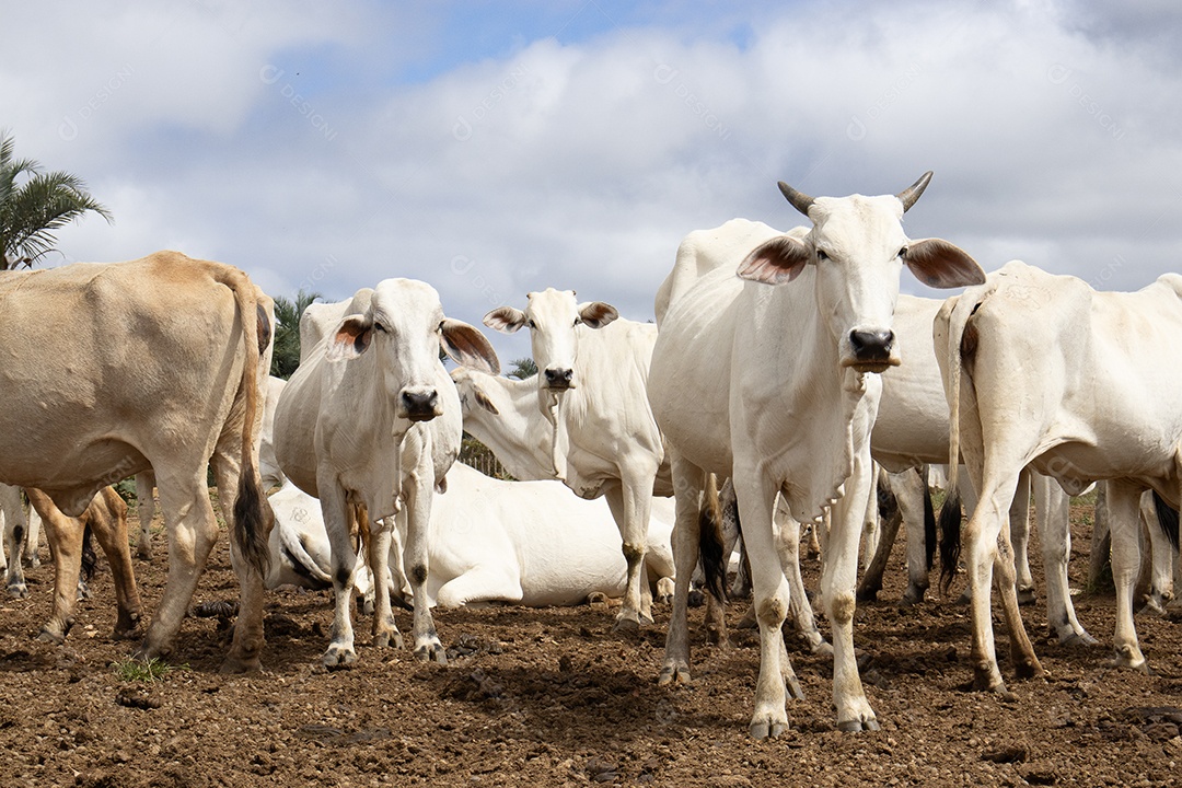 Gado Nelore pastando no curral