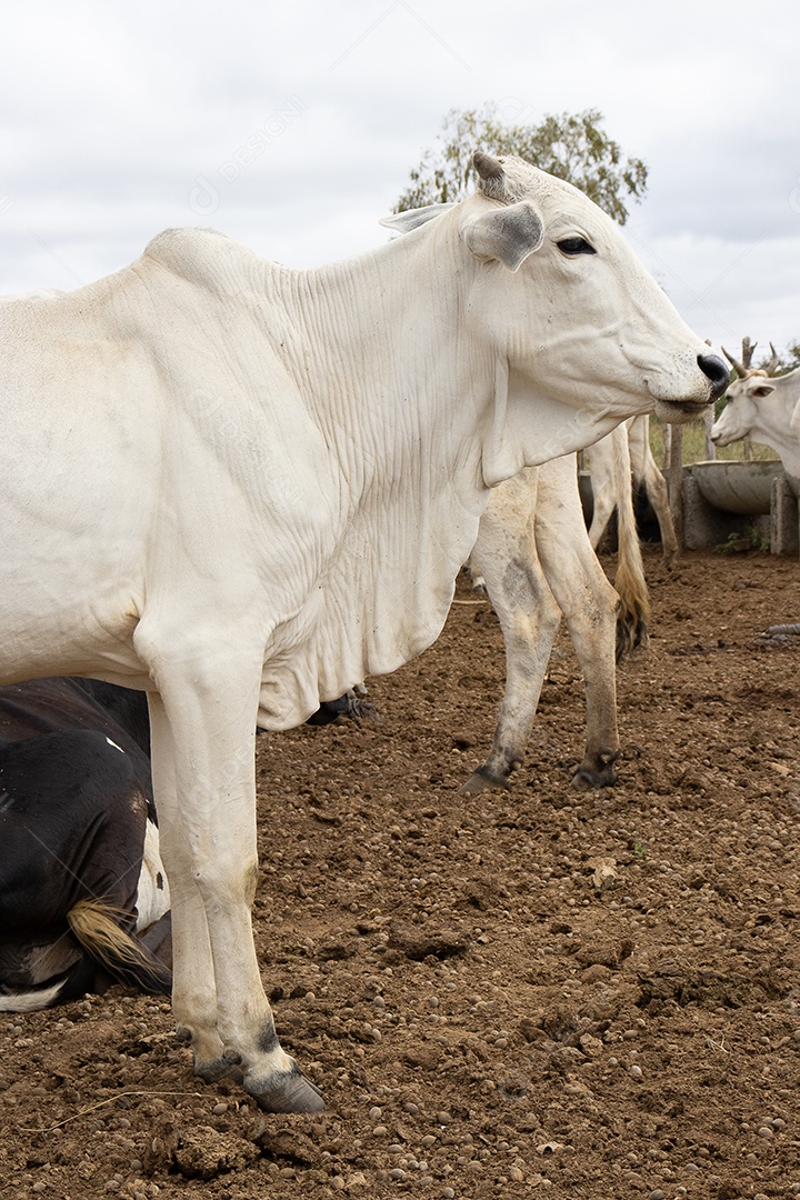 Gado Nelore pastando no curral