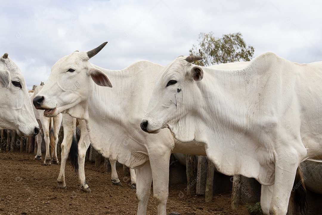 Gado Nelore pastando no curral
