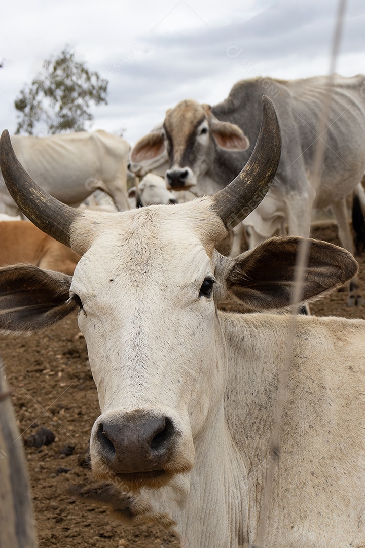 Gado Nelore em confinamento em curral