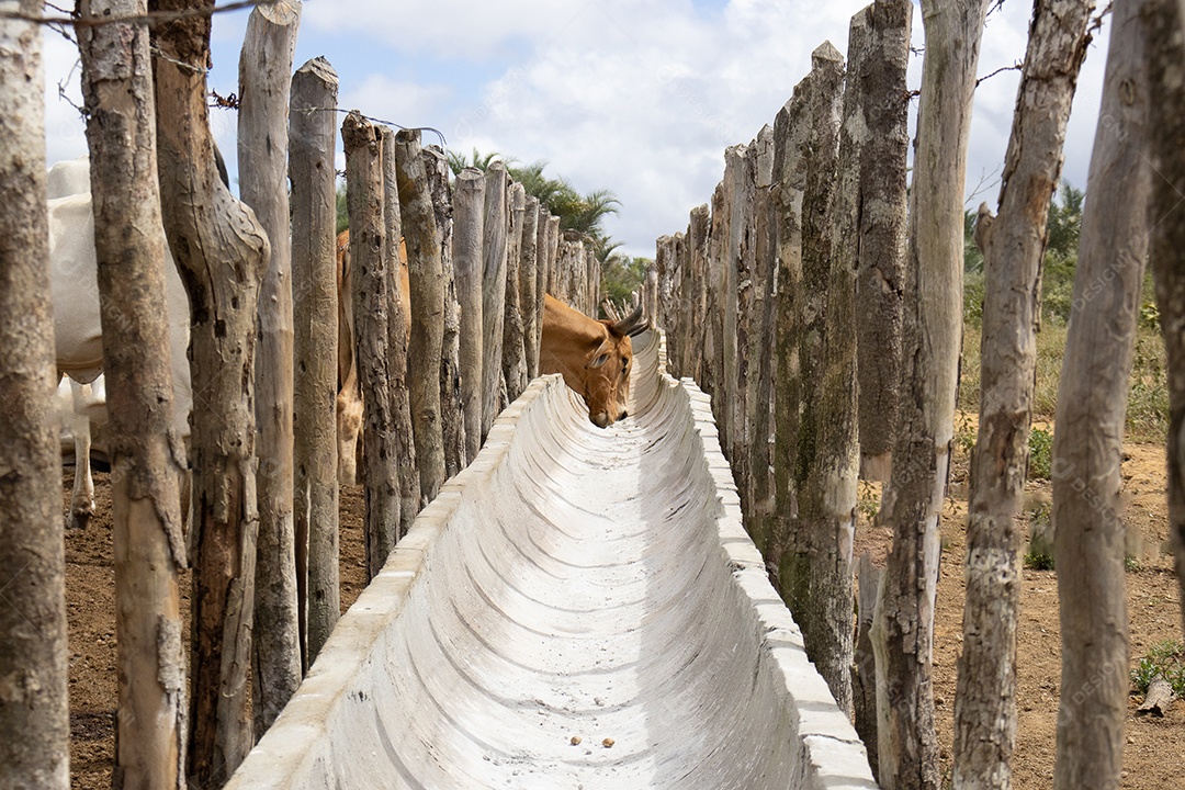 Gado Nelore em confinamento em curral