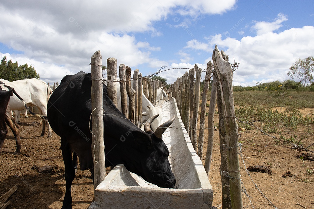 Gado Nelore em confinamento em curral