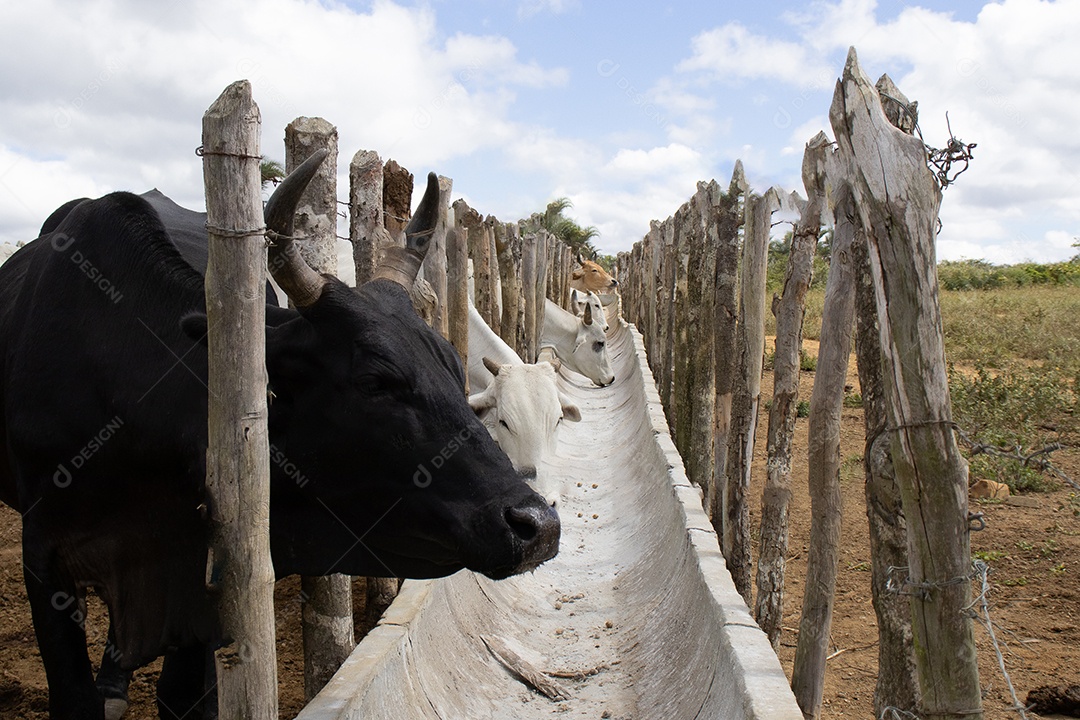 Gado Nelore em confinamento em curral