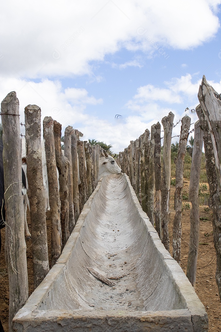 Gado Nelore em confinamento em curral
