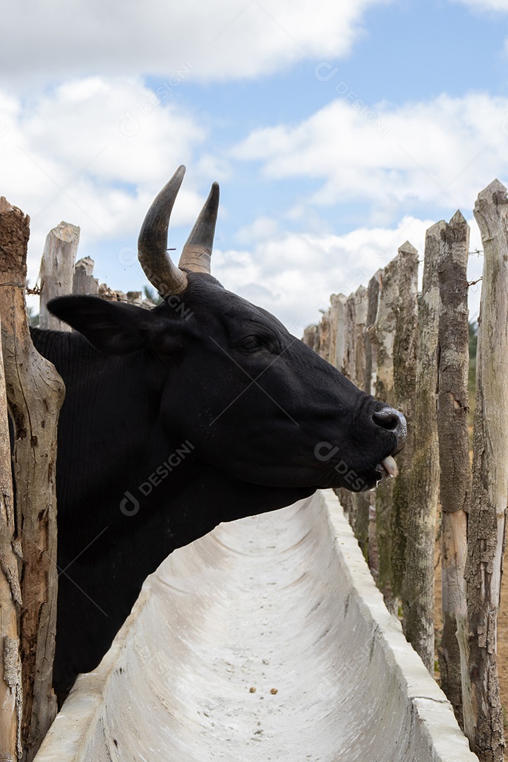 Gado Nelore em confinamento em curral