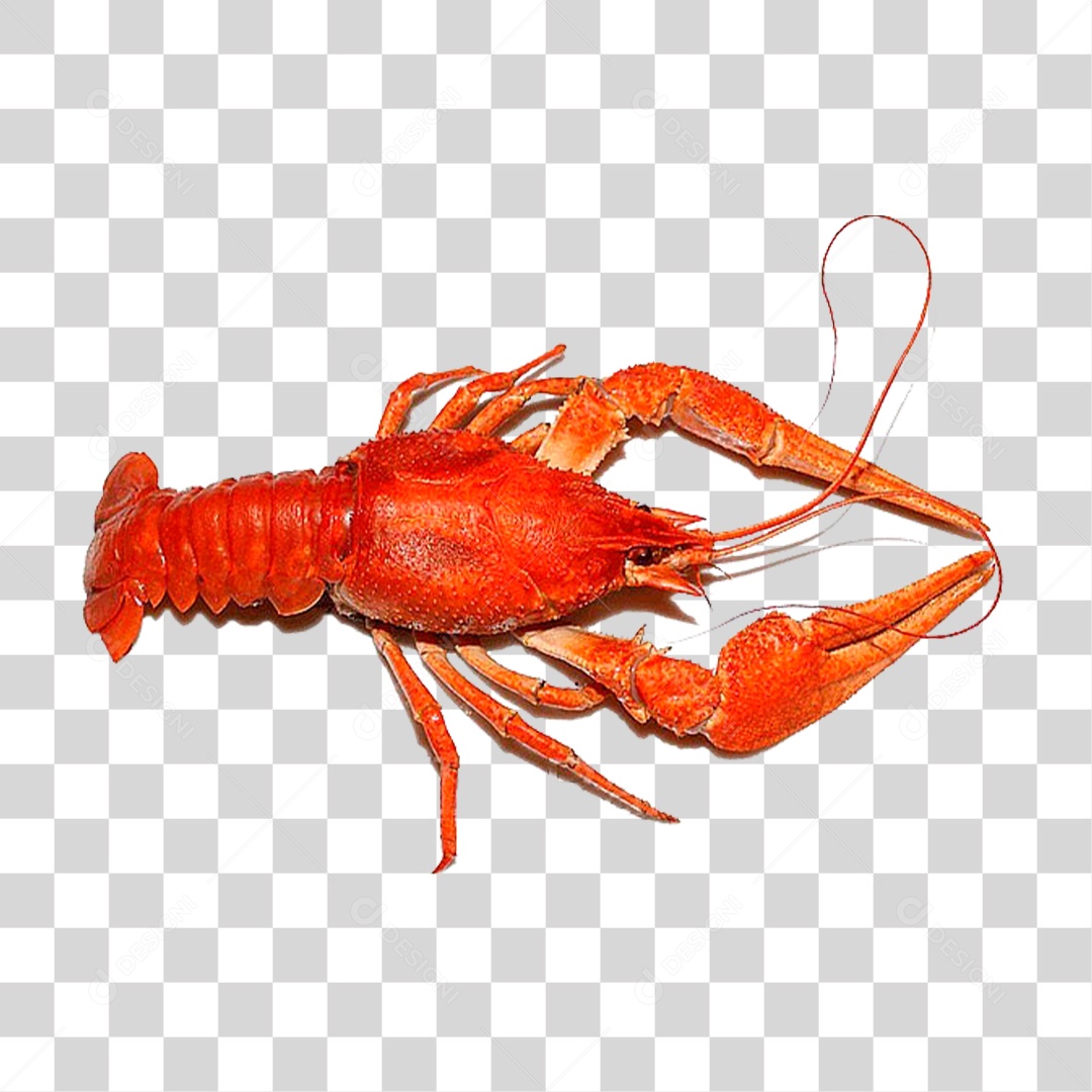 Lagosta PNG Transparente