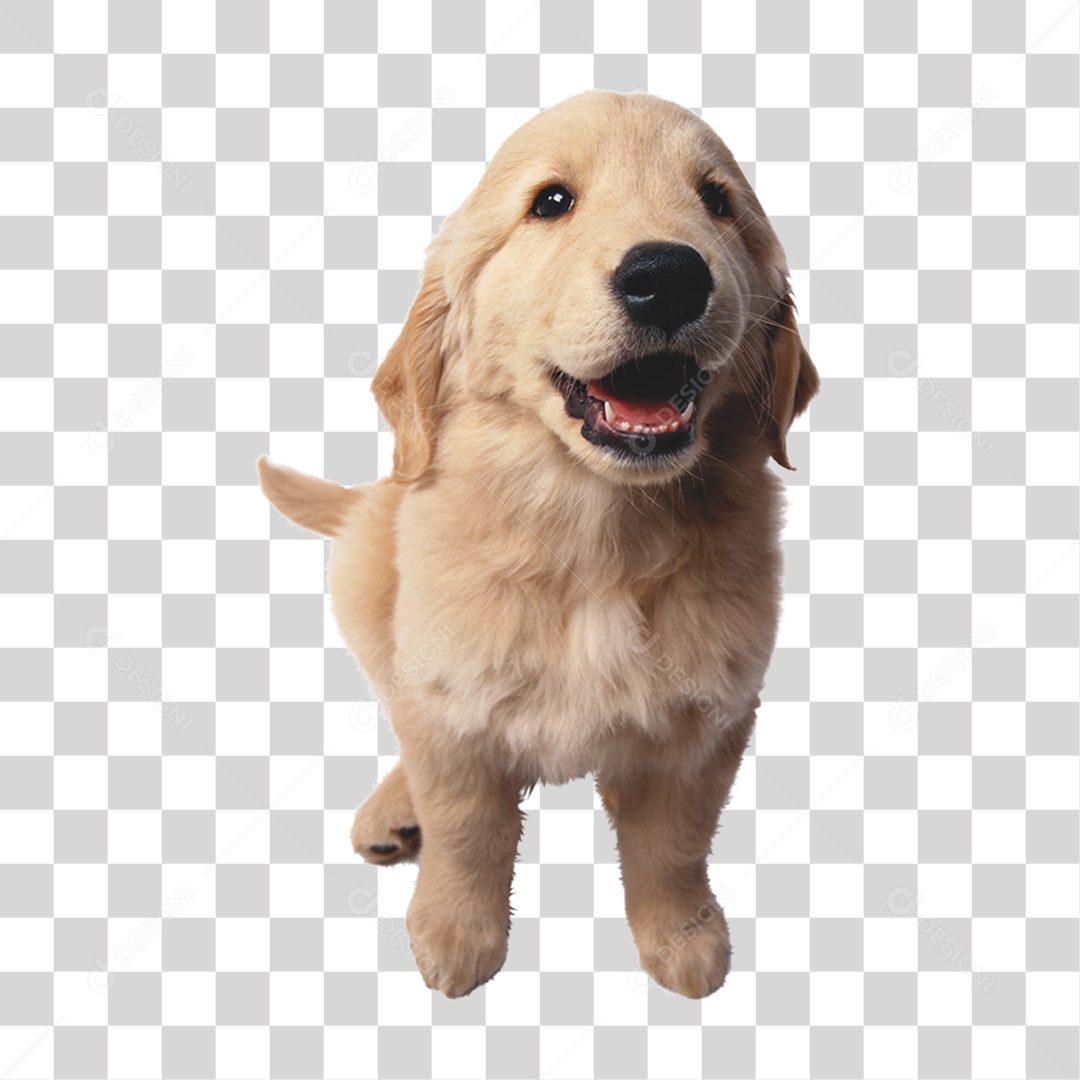 Cachorro PNG Transparente