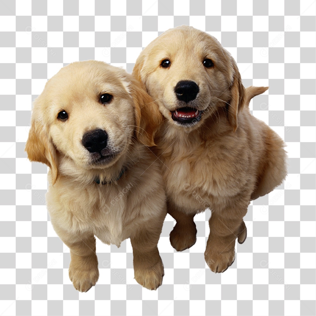 Cachorros PNG Transparente