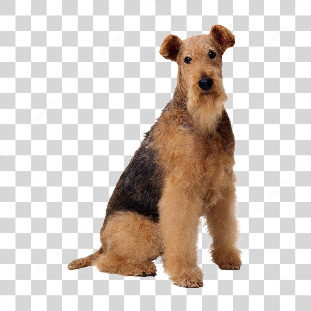 Cachorro PNG Transparente