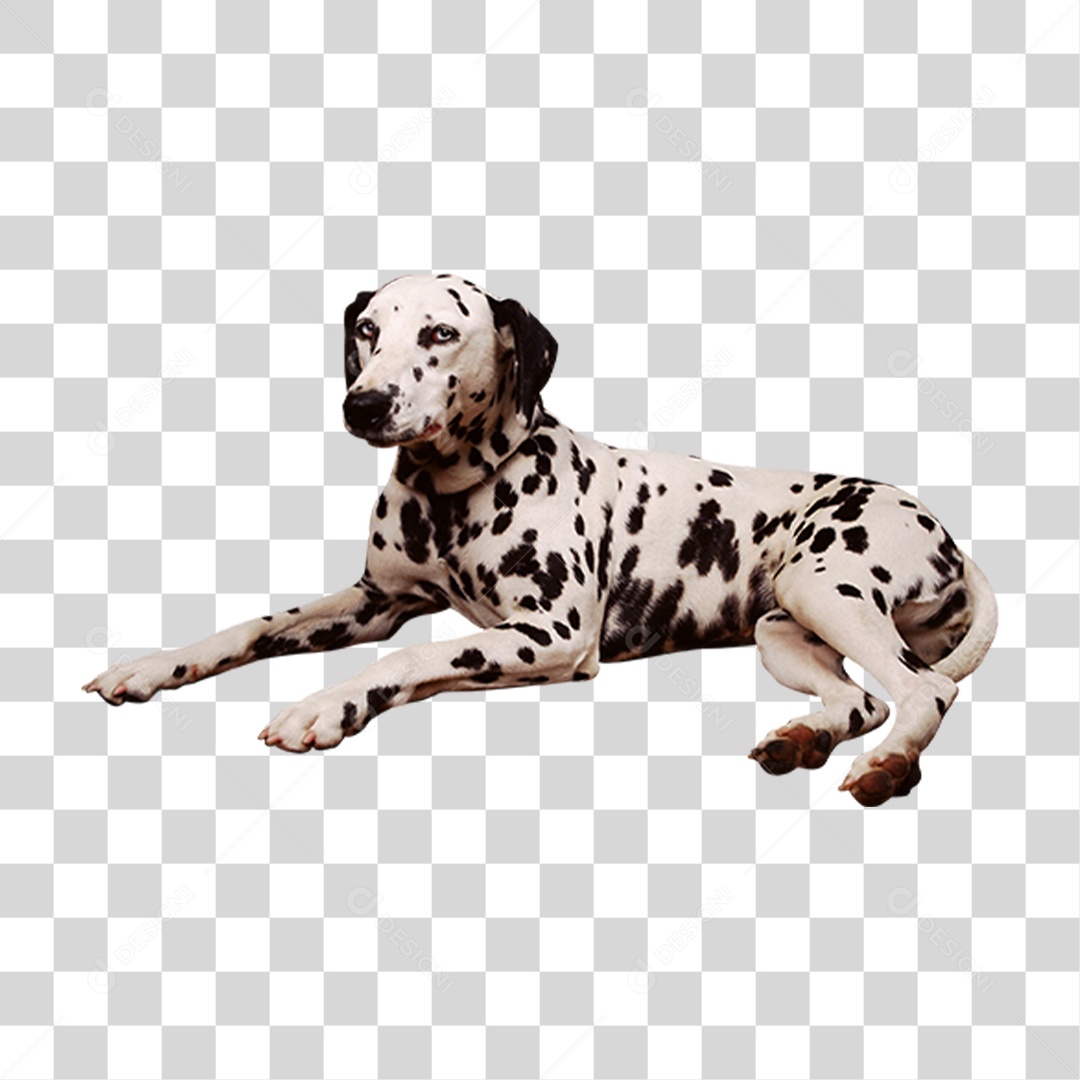 Cachorro PNG Transparente